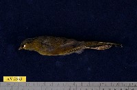 藏品(藪鳥)的圖片